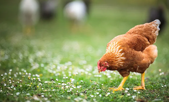 Chickens