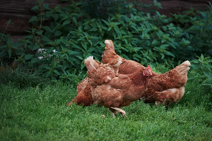 Chickens