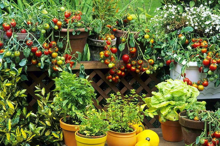 Polyculture