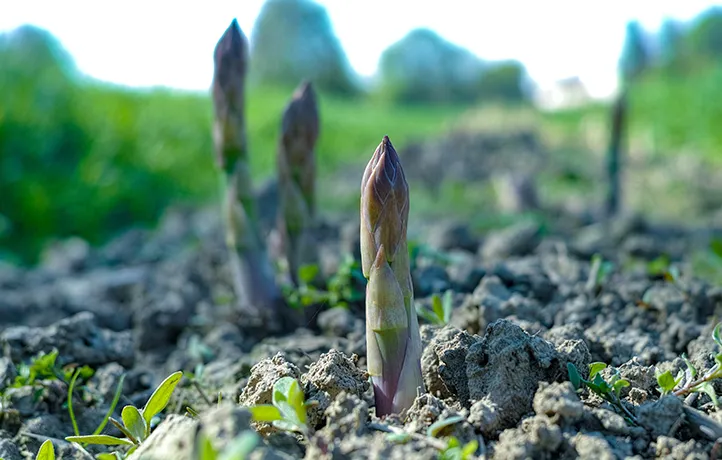 Asparagus
