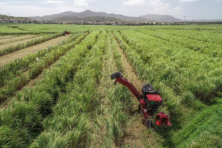 Can Mechanised Harvesting Help? 