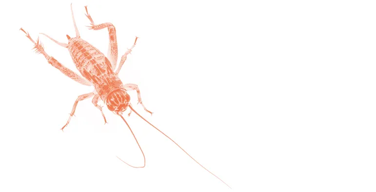 Insect
