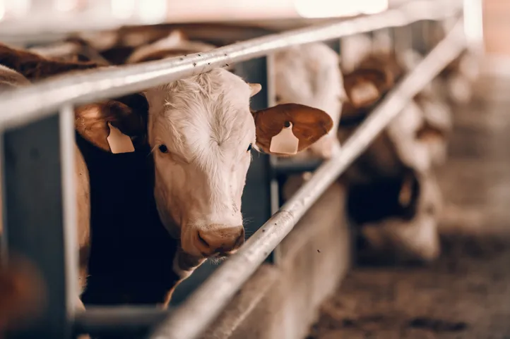 Eat less meat