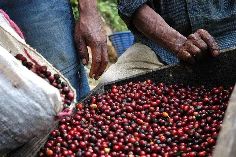 Coffee Beans