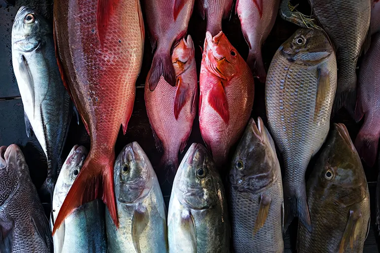 fish