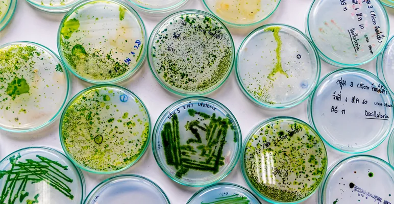 Probiotics: