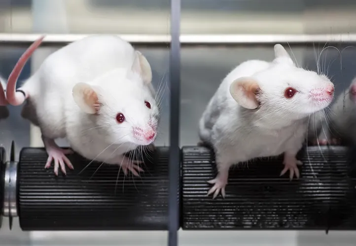 Mice
