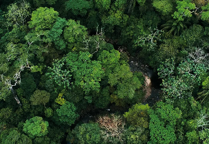 Forest