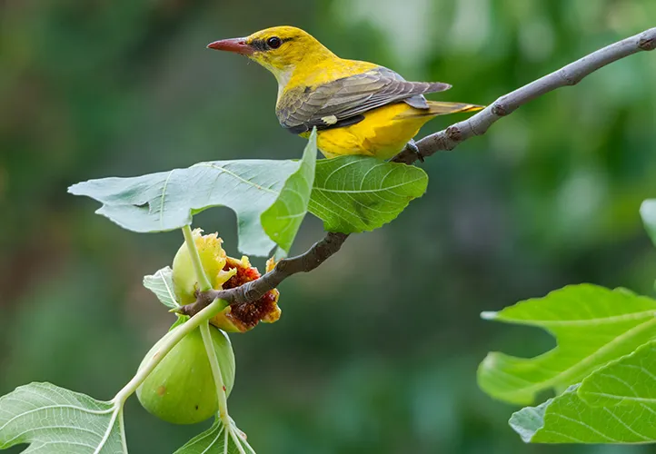 Bird