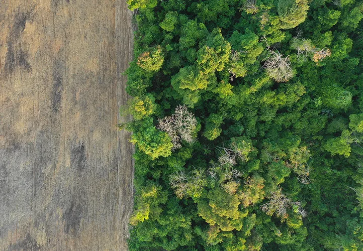 Deforested Land