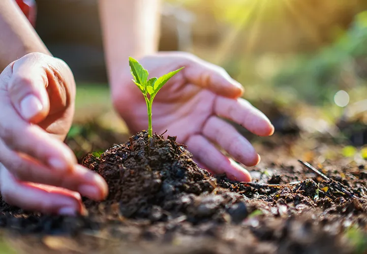 Plant growing