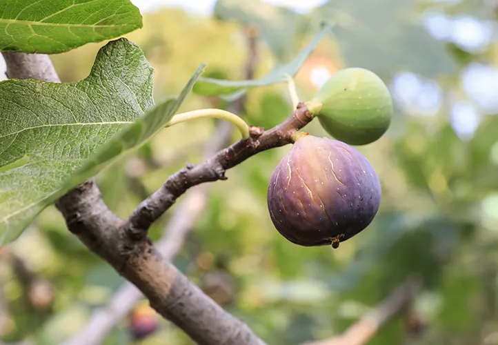fig plants