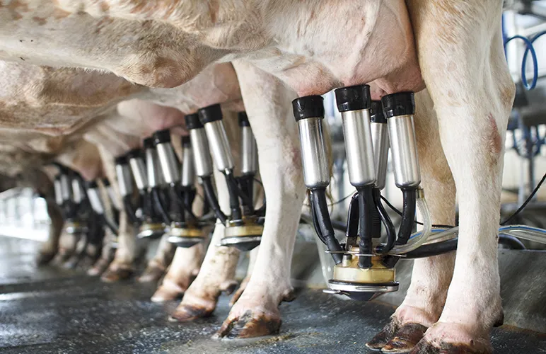 Milking cows