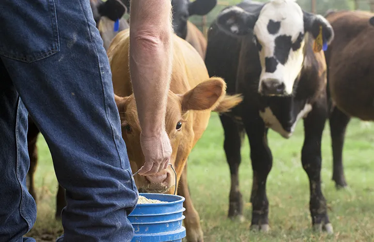 Feeding cows