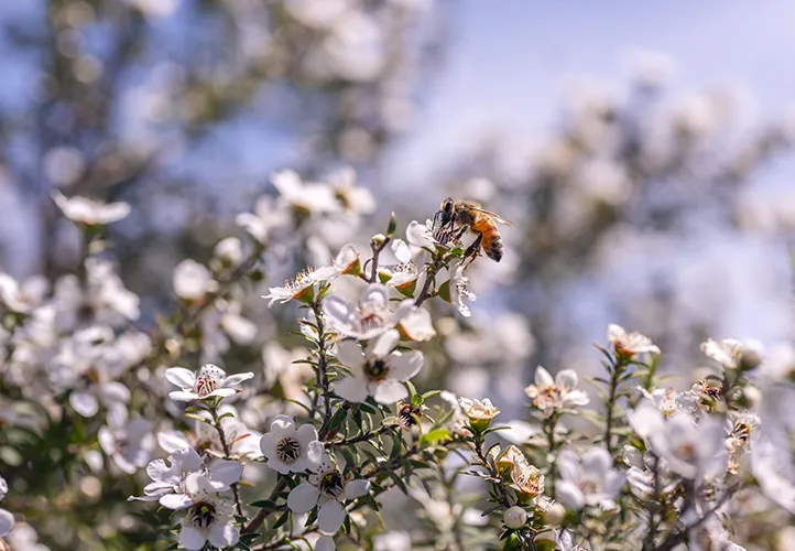 Honey bee