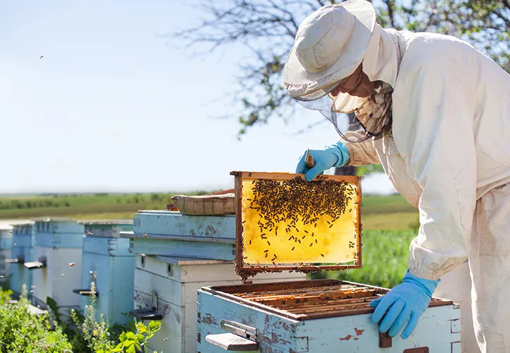 Bees