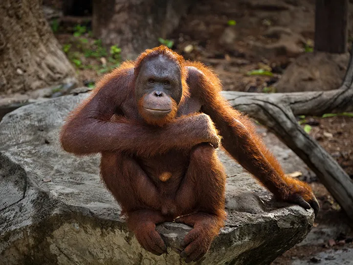Palm Oil Effects on Animals