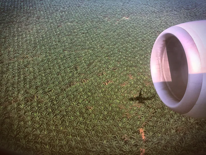 Palm Oil 
