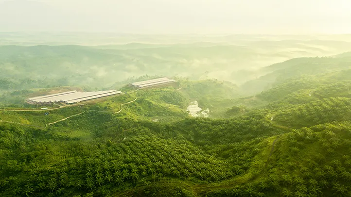 oil palm agriculture