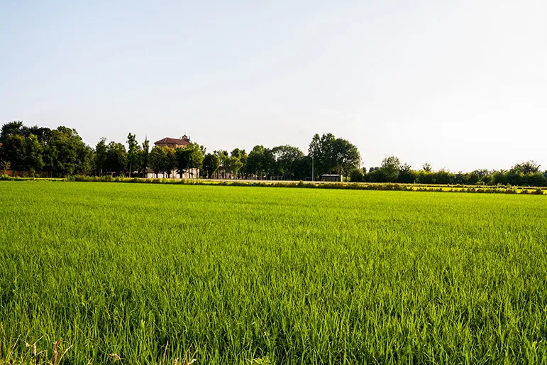 Italian Rice Field