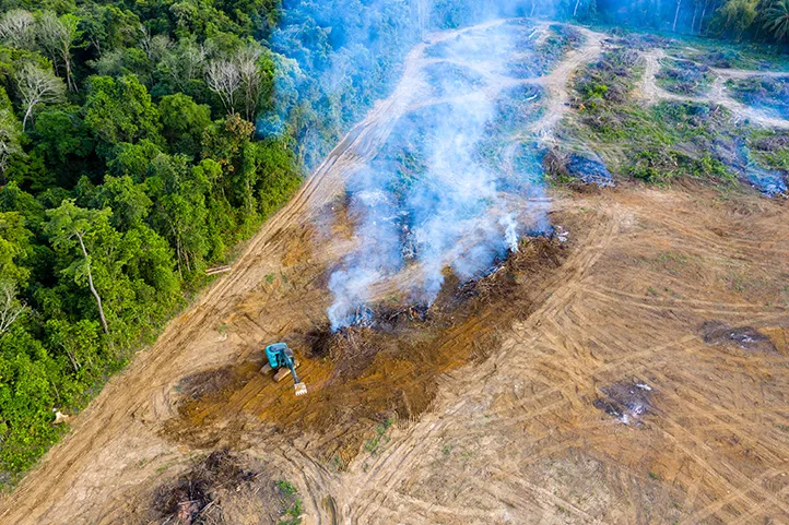 Palm Oil and Pollution