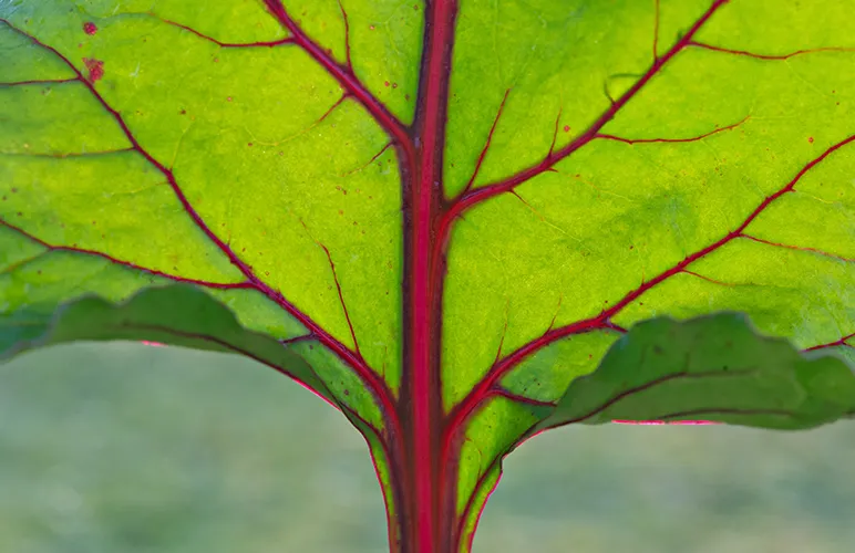 Plants