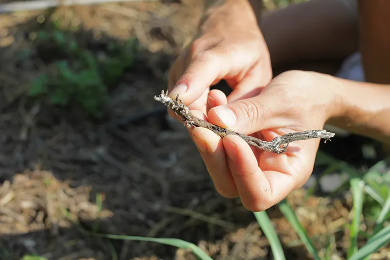 Organic farming