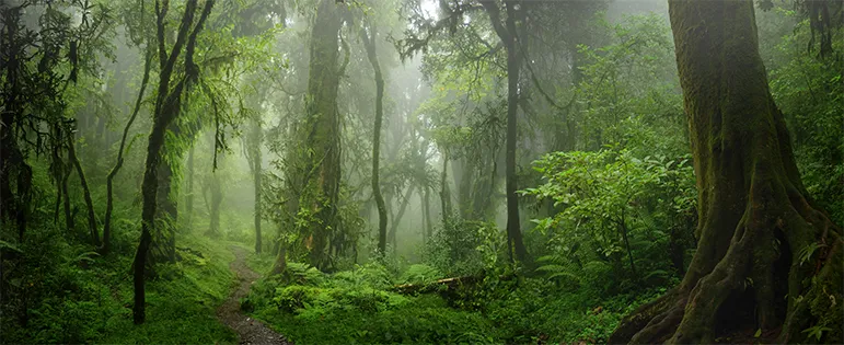 Forest