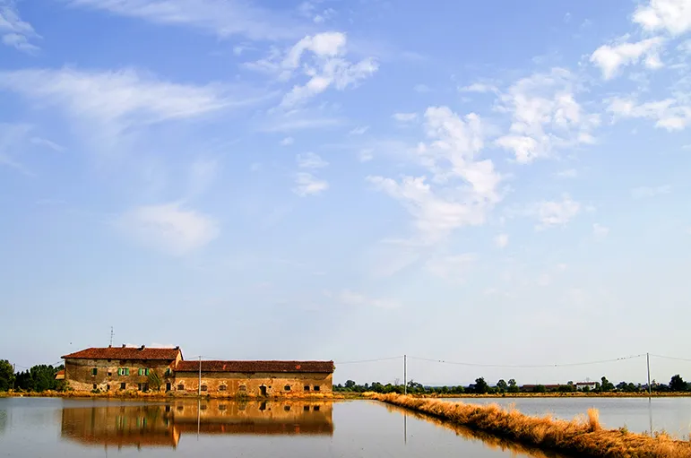 Rice fields