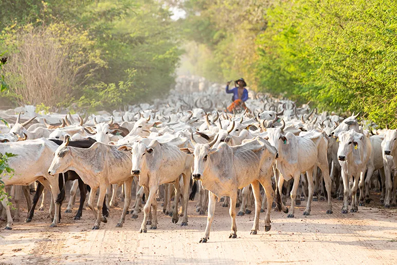 Brazilian cattle