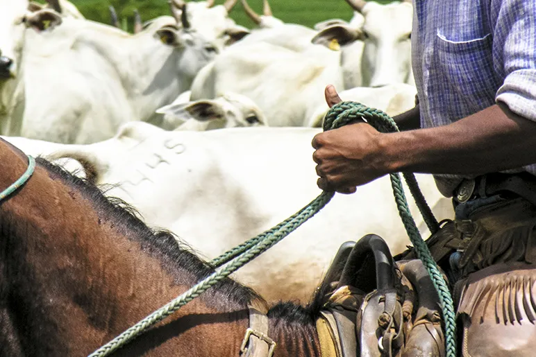 Cattle