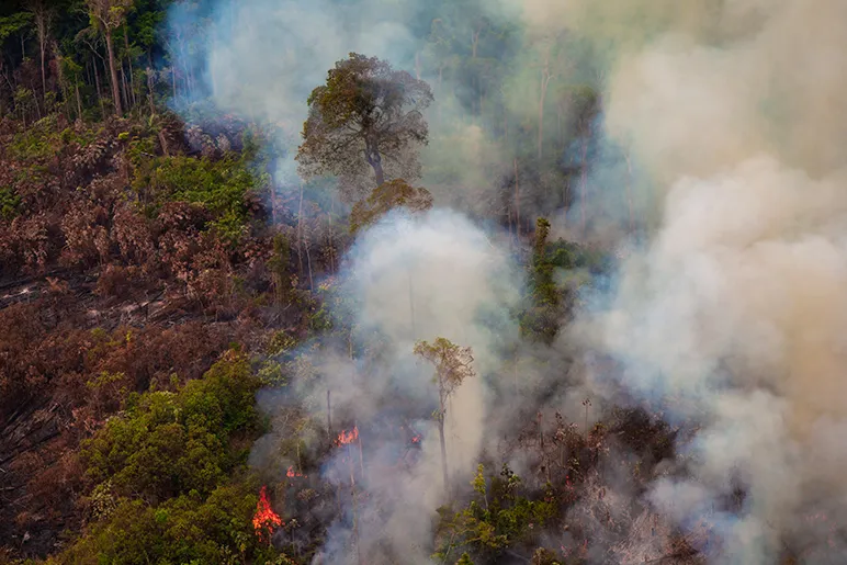 Forest fire