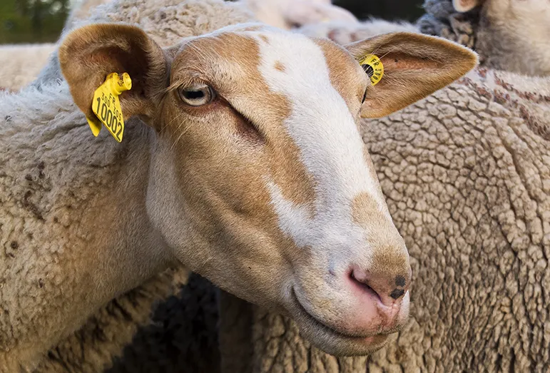 Cow