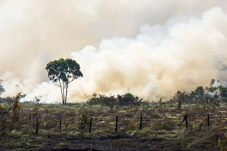 Deforestation
