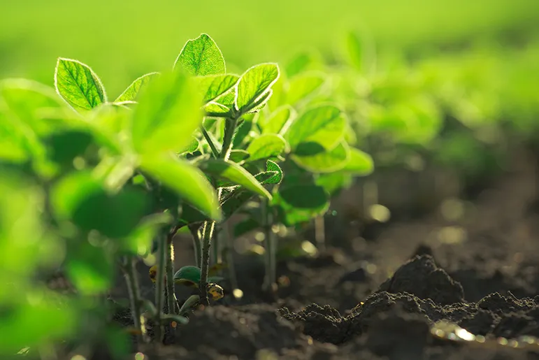 Examples of biopesticides
