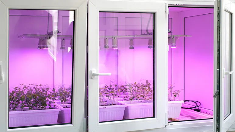 Veggie chamber 