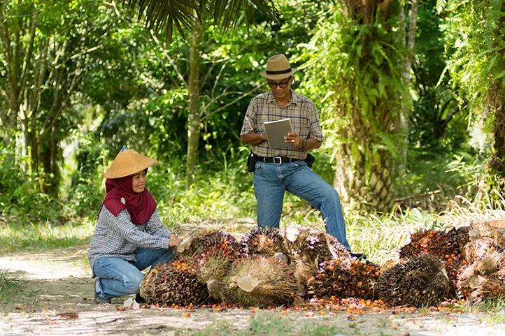 Palm Oil
