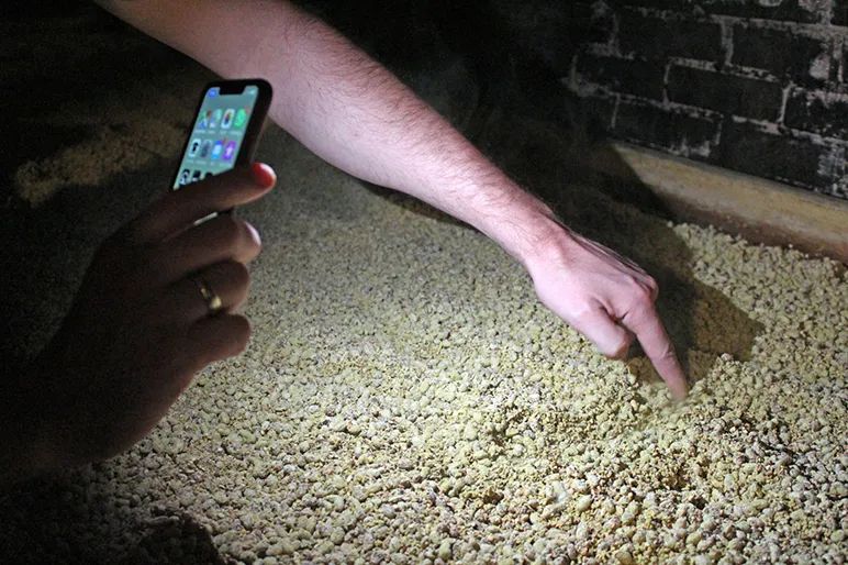  dried soybeans
