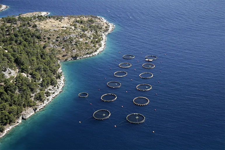 Farmed Tuna