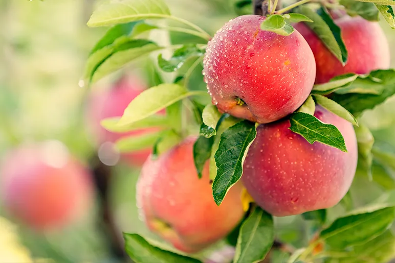 Peaches