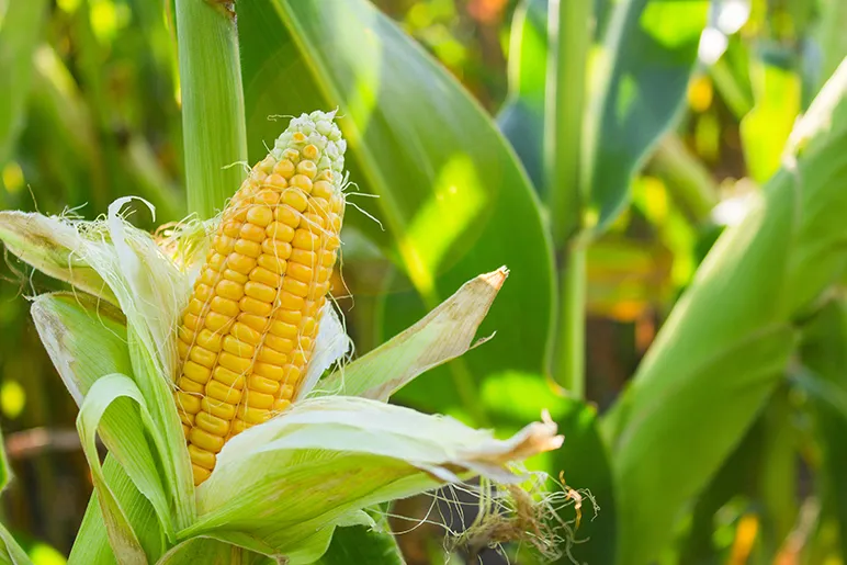 Corn