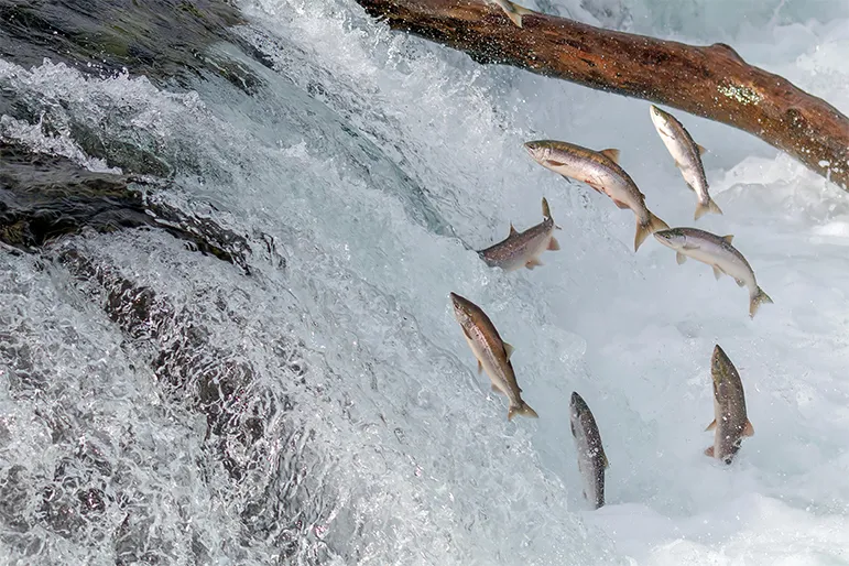 Wild-Caught Salmon