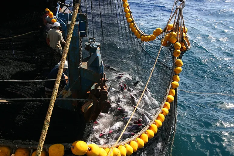 Wild-Caught Tuna
