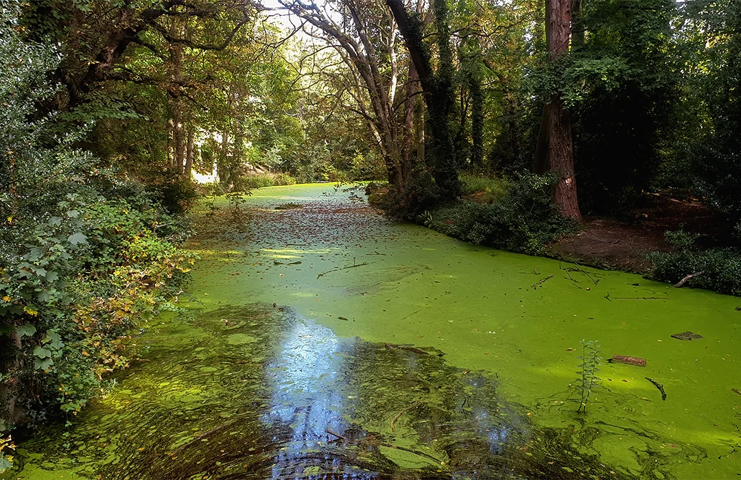 Harmful algal blooms are the results of a process called eutrophication, which occurs when the environment becomes enriched with nutrients. 