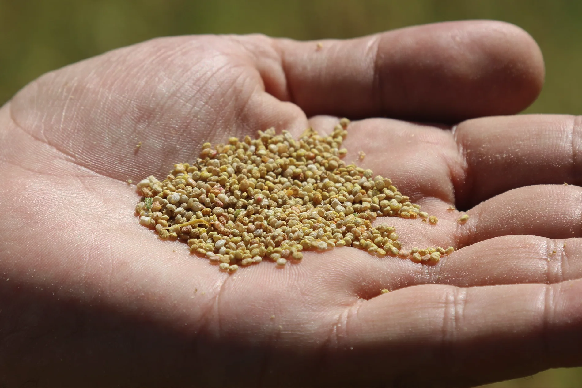  Amaranth