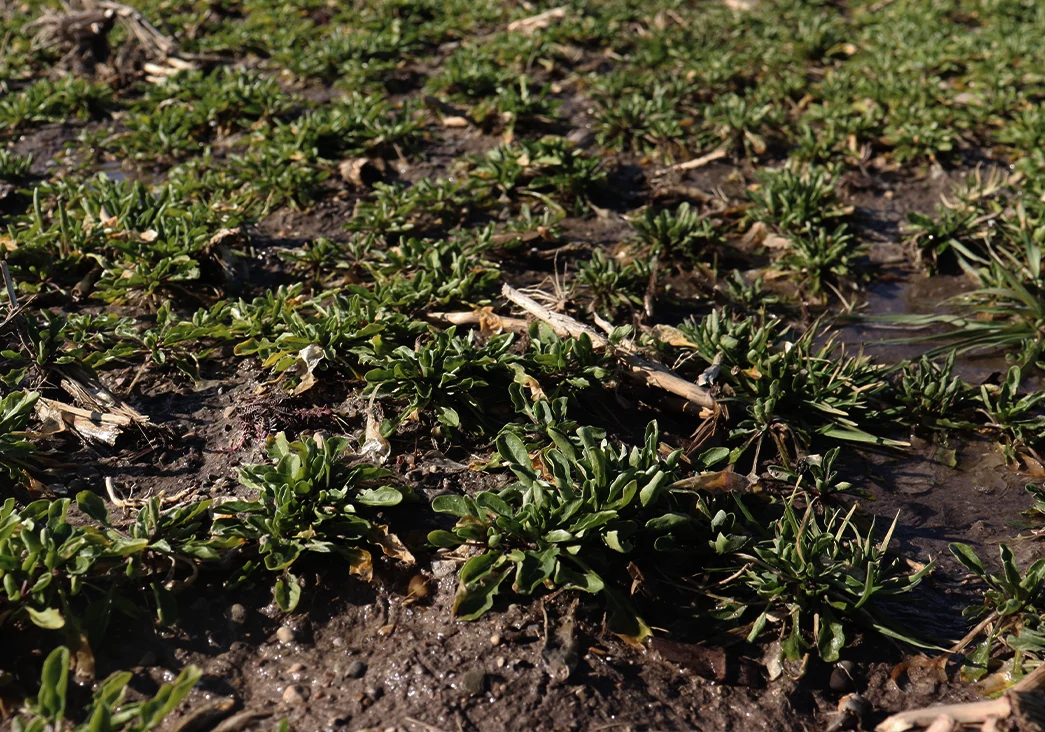 Close up image showing Bayer's patented crop ‘CoverCress’ growing.