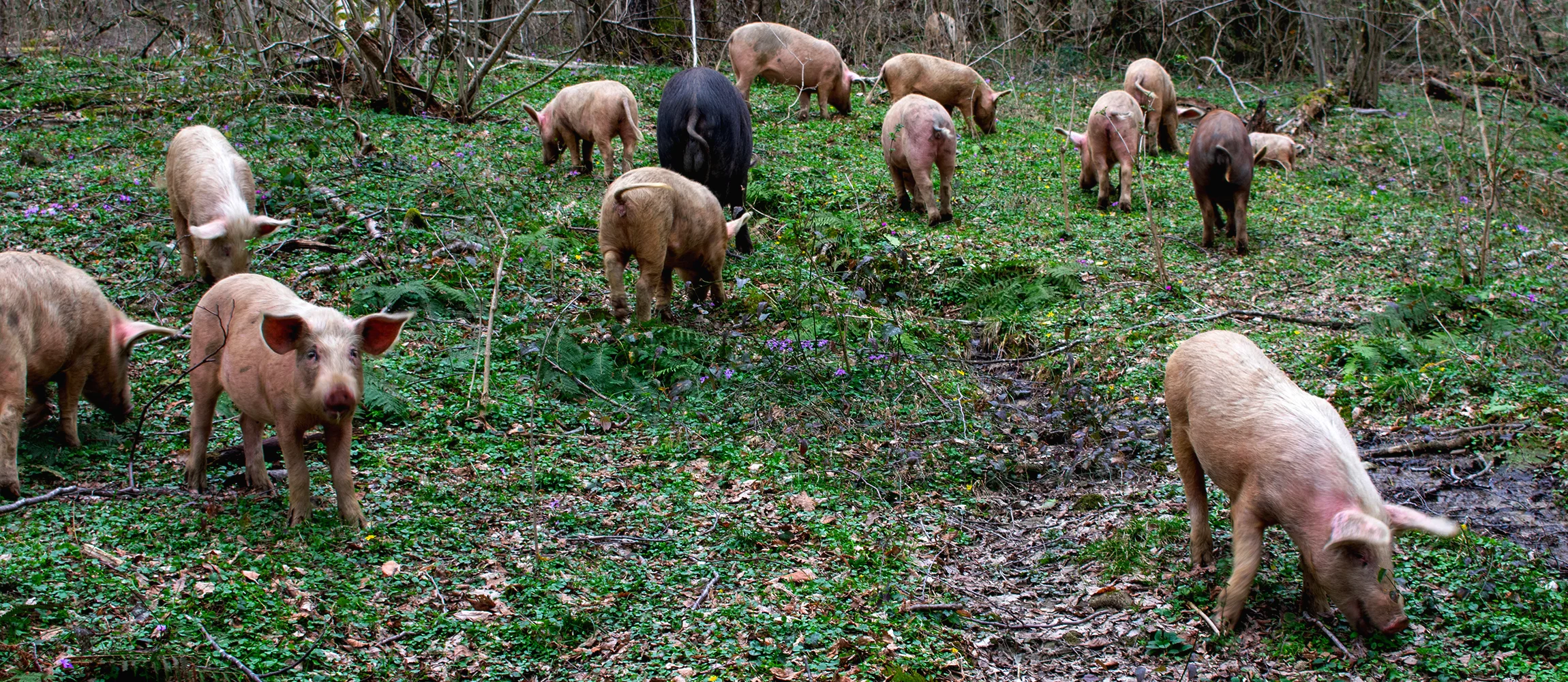 A family of pigs hunt for truffles in buried in the forest.