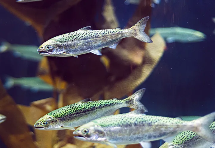 Fish