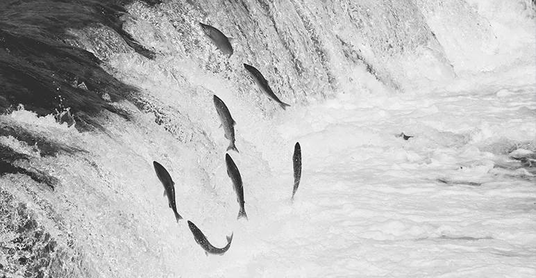 Wild salmon