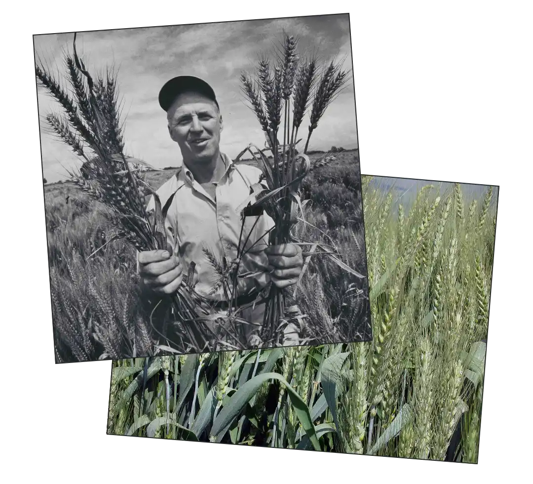 Norman Borlaug portrait 